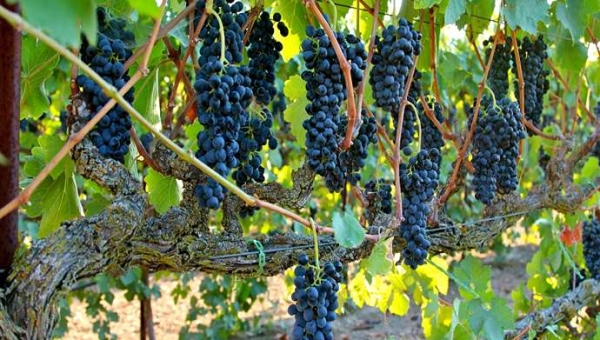 Syrah